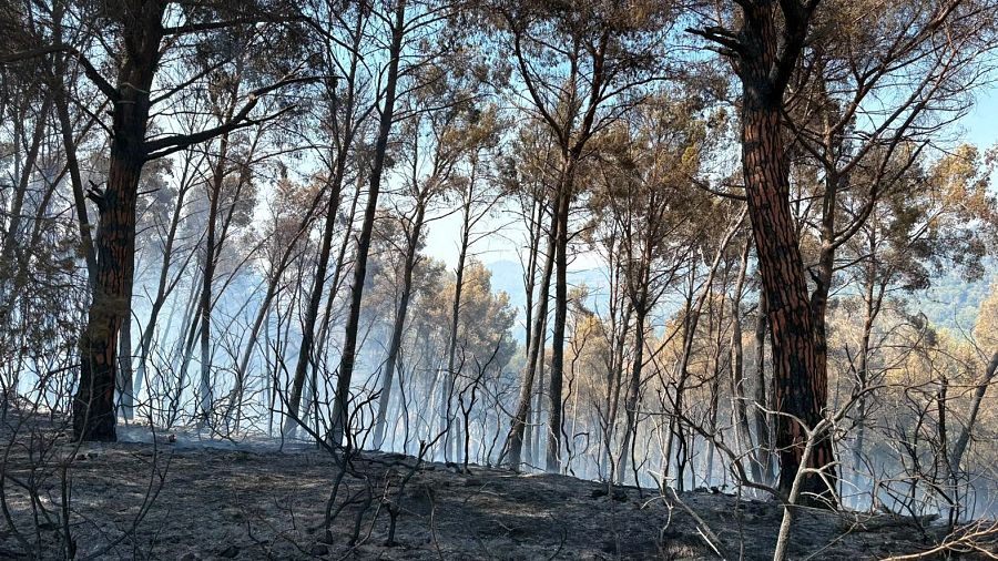 Zona del bosc cremada en l'incendi de Gavà