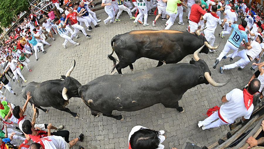 Los astados de Miura cuentan con una imponente morfología y estructura