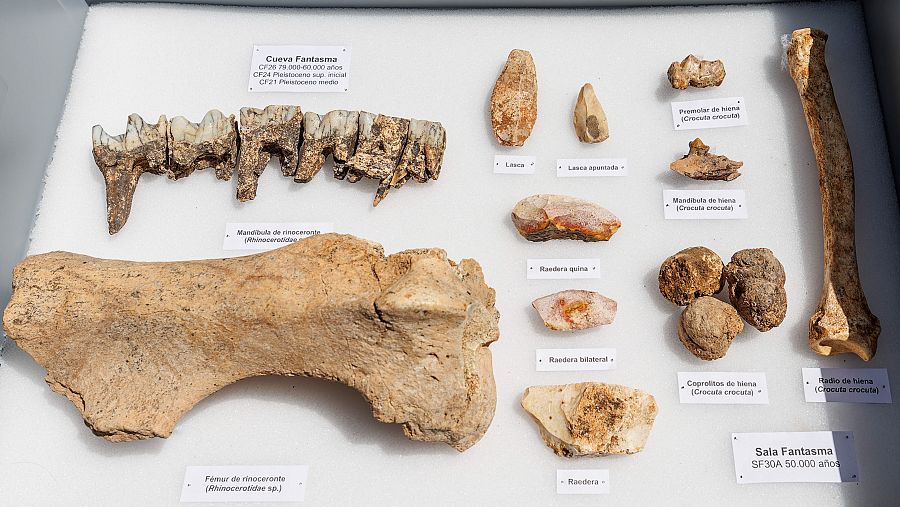 Encontrados 24 nuevos fósiles en Atapuerca