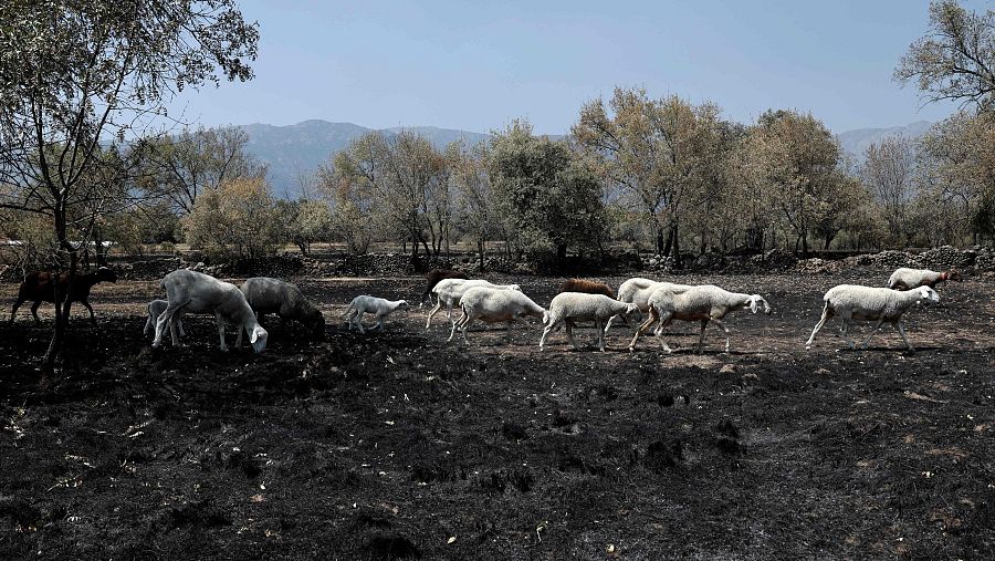 Imagen del incendio en Piedralaves, Ávila