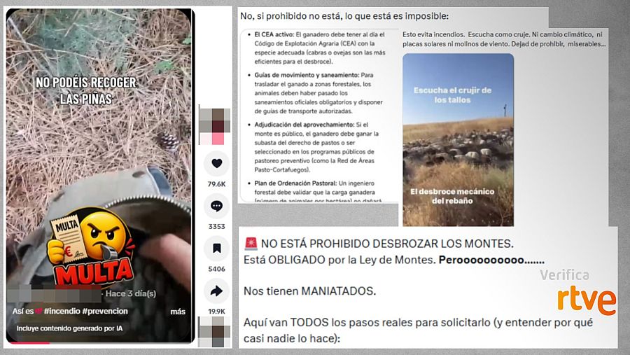 Mensajes de redes que hablan sobre la recogida de piñas, las prohibiciones y la regulación