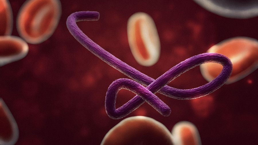 Representación microscópica detallada del virus del Ébola en sangre humana, durante la nueva epidemia viral de 2020