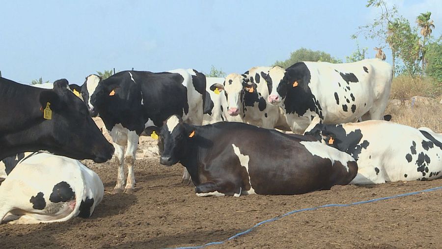 Vacas Holstein-Friesian con pelaje blanco y negro en un prado, algunas de pie y otras tumbadas. Se observan crotales amarillos/naranjas en sus orejas.