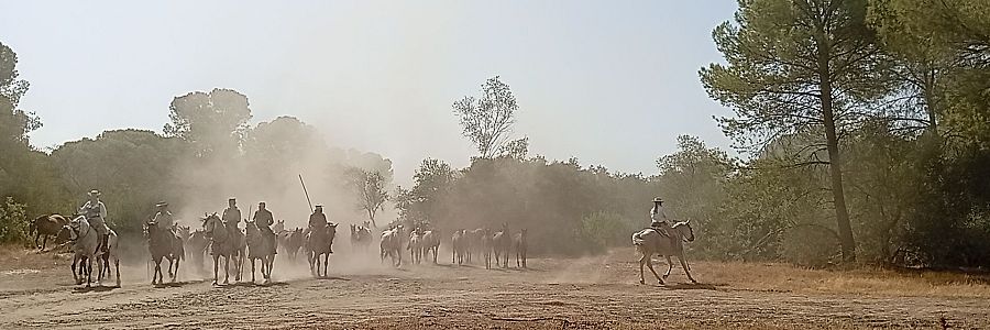 Yeguas y potros avanzan por un camino polvoriento, guiados por jinetes con sombreros de ala ancha. Un caballo se alza en pleno galope, añadiendo dinamismo a la escena rural.