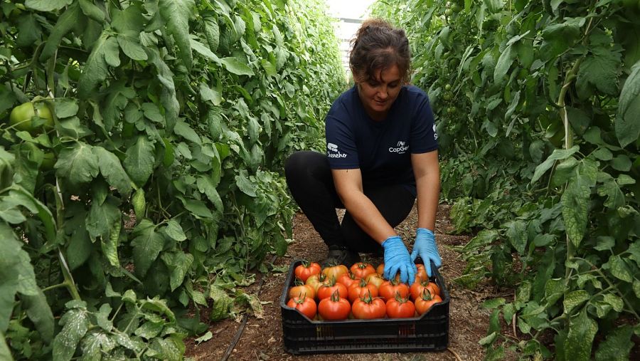 Agricultora recogiendo tomate. Horticultura bajo plástico en Almería.