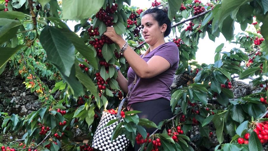 Agricultora recogiendo cereza en el Valle del Jerte (Cáceres)