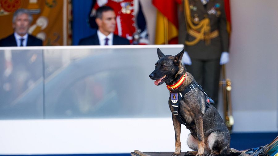 Un perro posa en el desfile de las Fuerzas Armadas frente a Pedro Sánchez