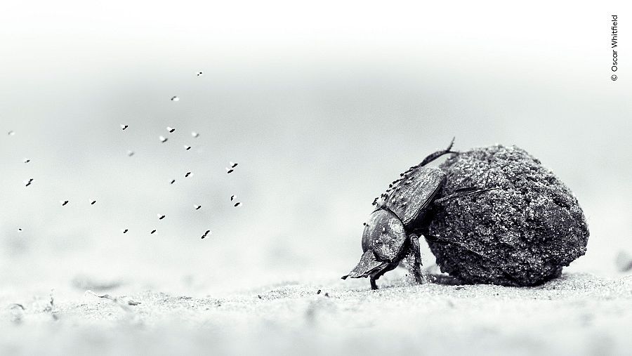 'Por amor al arte', ganadora Fotógrafo joven de naturaleza 2026.