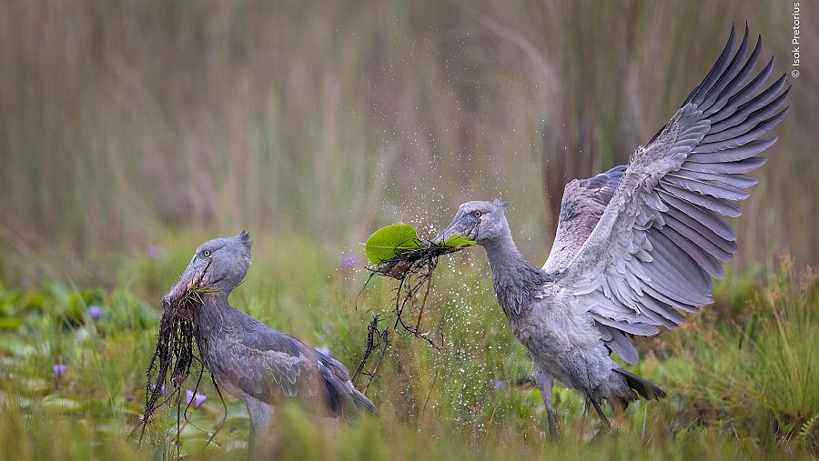 'Escenas del pantano', ganadora Comportamiento: Aves