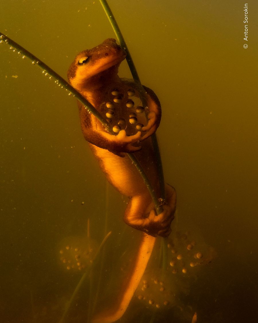 'Postura protectora', ganadora Comportamiento: Anfibios y reptiles.