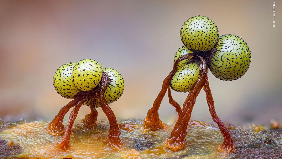 'Pequeñas bailarinas', ganadora premio al Portafolio.