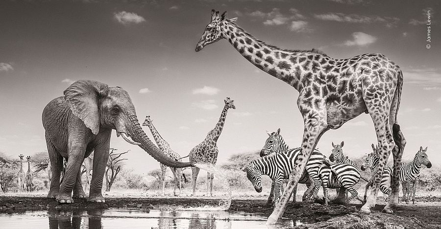 'El lugar de encuentro', ganadora Animales en su entorno.