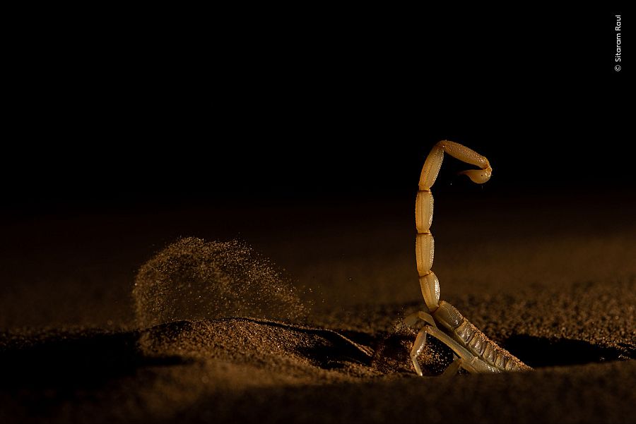 'Arena en movimiento', ganadora Comportamiento: Invertebrados
