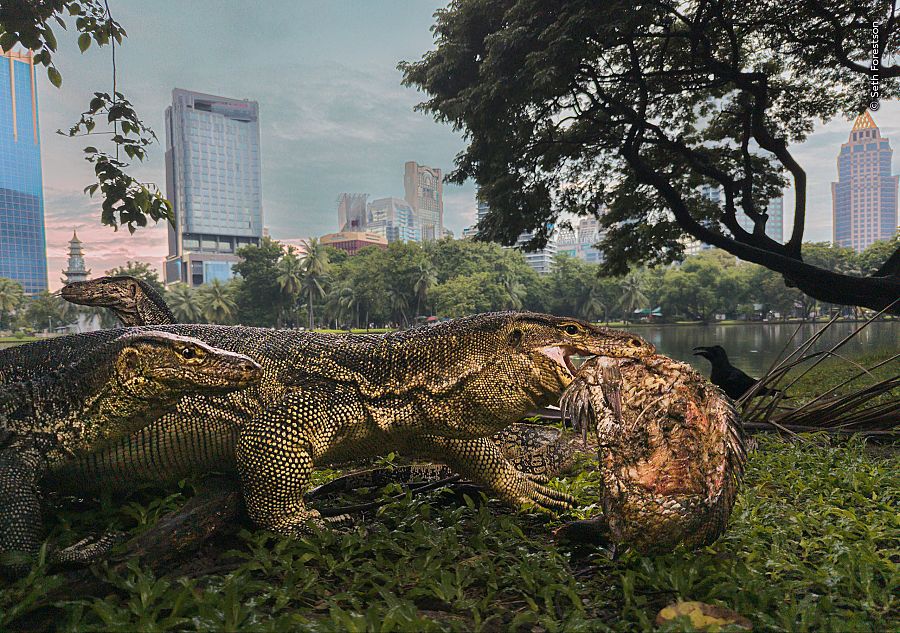 'Jungla urbana', ganadora categoría Fauna urbana