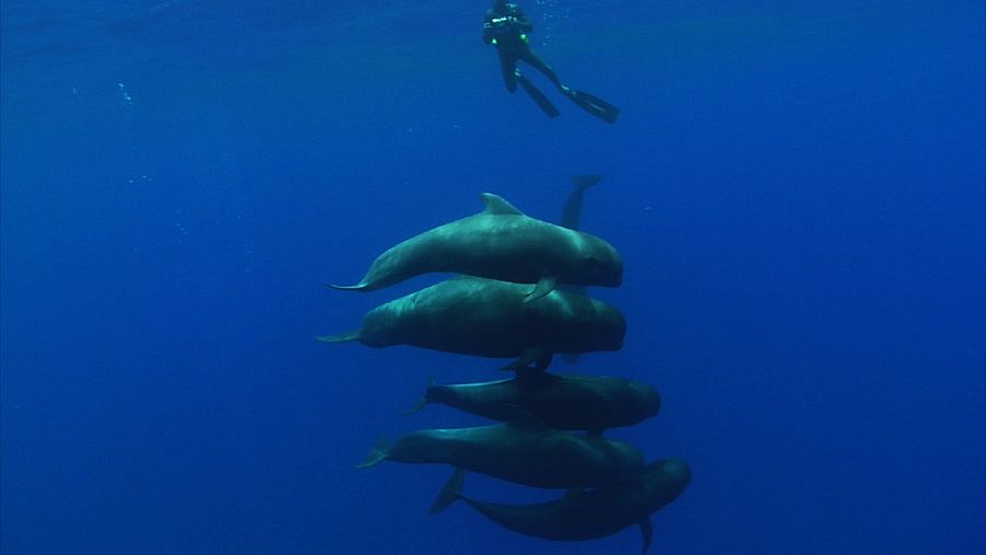 El archipiélago canario es zona de paso para un gran número de especies de cetáceos.