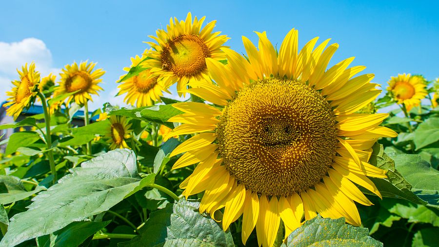 Campo de girasoles