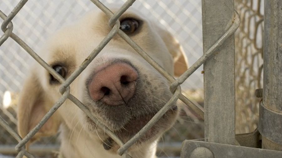 Perro en una protectora de animales