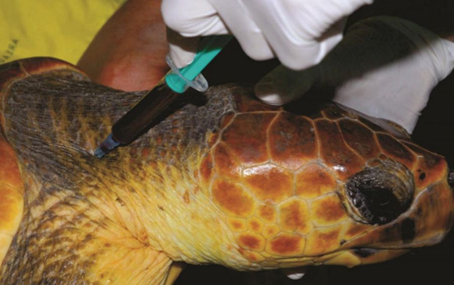 Extracción de sangre en una tortuga boba.