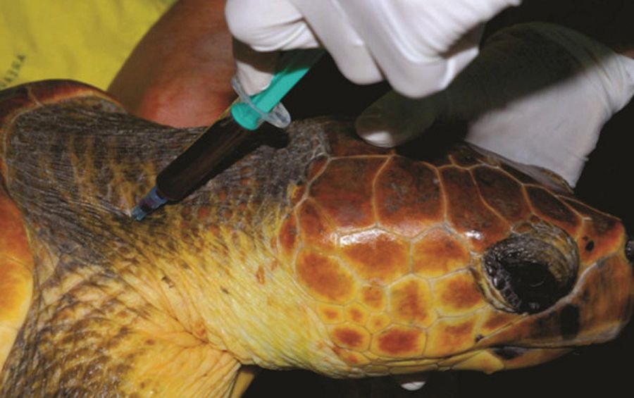 Extracción de sangre en una tortuga boba.