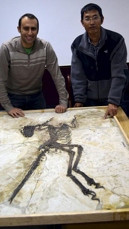Steve Brusatte y Junchang Lu, autores del estudio, posan junto al fósil del Zhenyuanlong suni