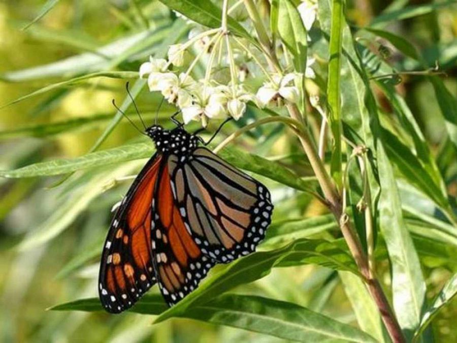 Las mariposas podrían estar en peligro, al igual que las abejas