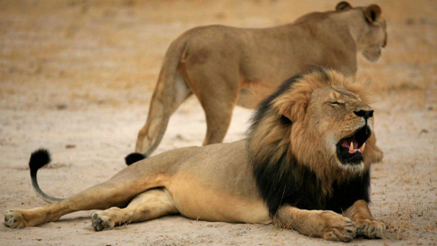 El león Cecil, de Zimbabue, en una imagen de archivo facilitada por EFE.