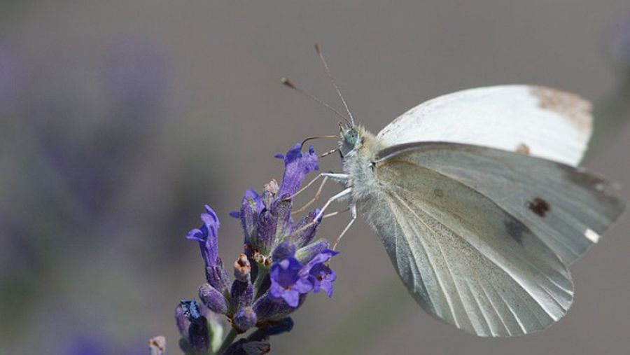 Una mariposa col blanca calentando sus músculos antes de echar a volar