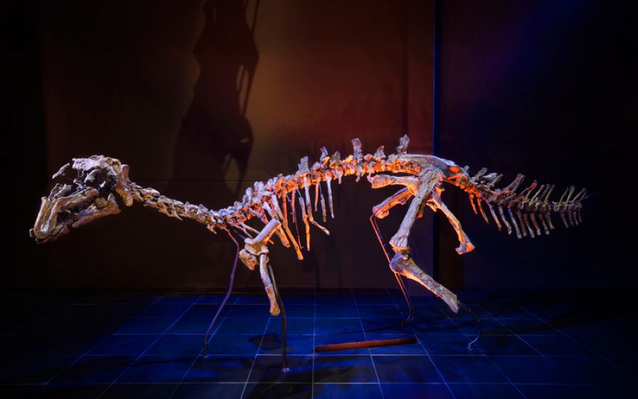 El primer esqueleto original de dinosaurio montado en España, perteneciente a la especie Proa valdearinnoensis
