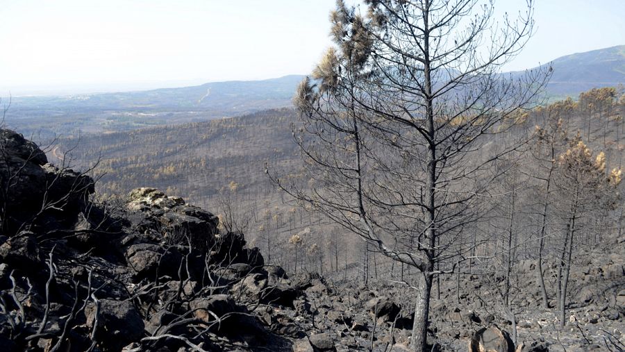 ELos efectos del incendio de Sierra de Gata entre las poblaciones de Hoyos y Acebo.