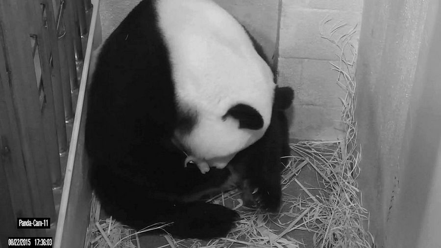 Mei Xiang el 23 de agosto 2015, con una de sus crías