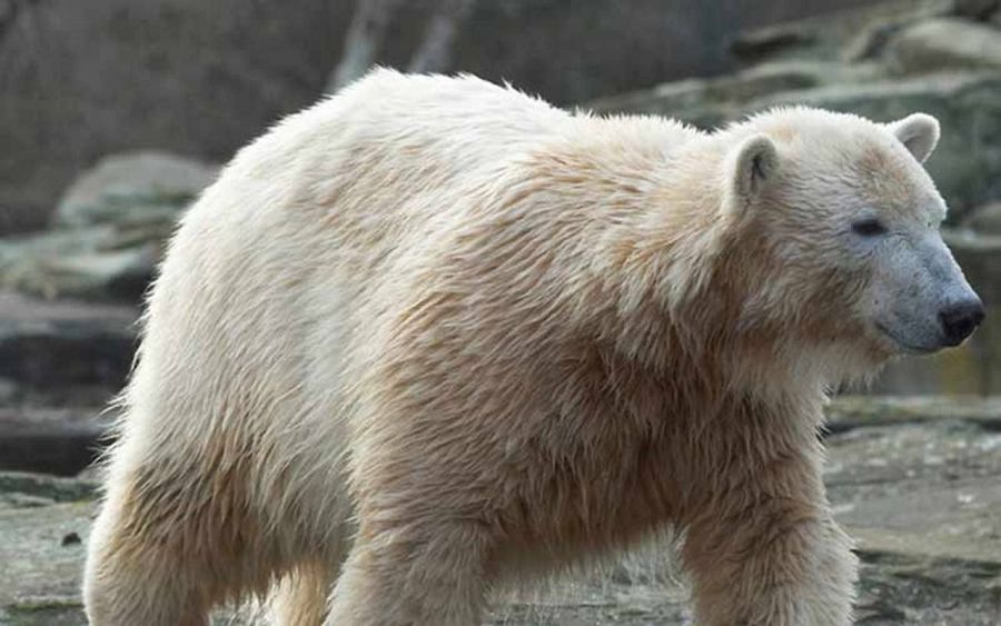 El oso Knut en el zoo de Berlín