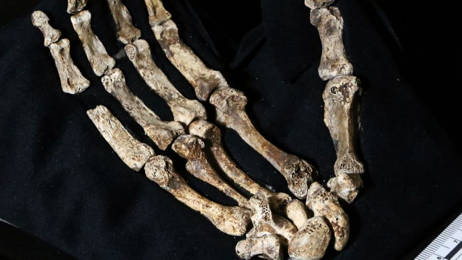 Mano de un 'Homo naledi' capaz de manejar instrumentos y adaptada a la vida arbórea