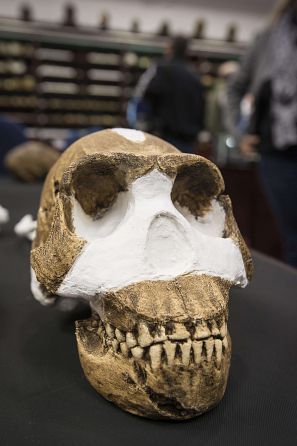 Un cráneo de 'Homo naledi' encontrado cerca de Johannesburgo