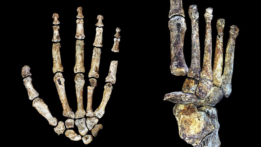 La mano y el pie del recién descubierto 'Homo naledi'.