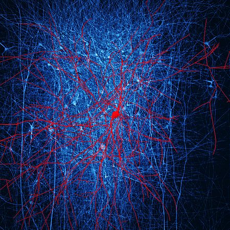 Los investigadores han llevado a cabo decenas de miles de experimentos en neuronas y sinapsis (conexión entre neuronas) en la corteza cerebral.