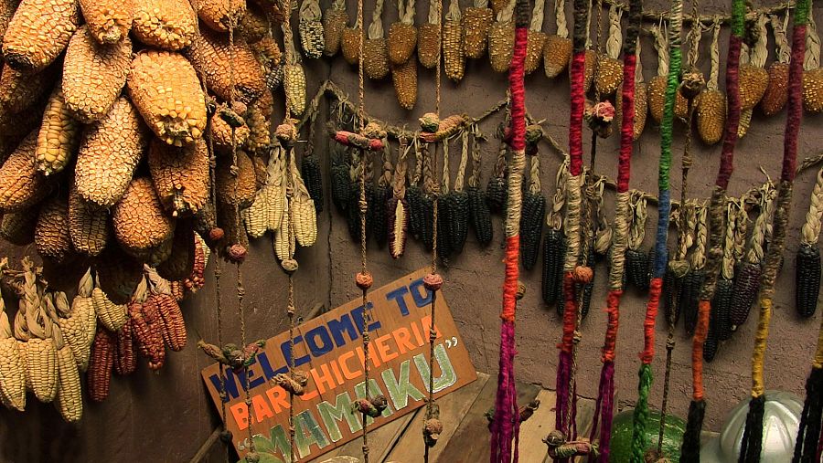 El del maíz o chocl, se cultivaban hasta 150 clases deferentes.