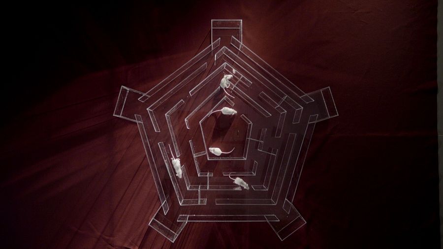 Salomé nos habla sobre la obsesión, sobre la curiosidad y sobre nuestra atracción hacia lo prohibido