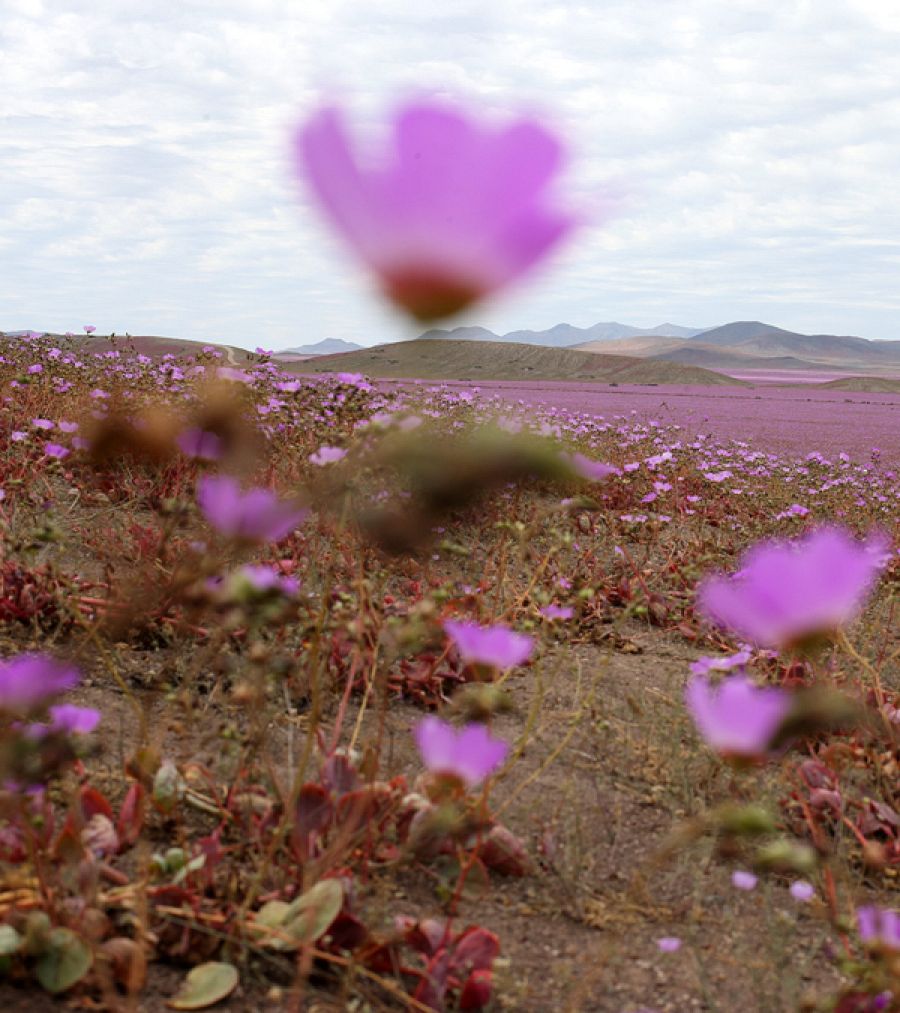 Han florecido miles de suspiros, patas de guanacos y celestinas.