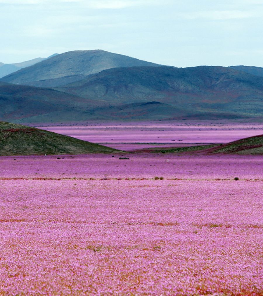 Atacama, cada cinco o siete años, se transforma en una alfombra de flores de color malva.