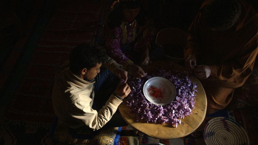 Selección de flores de azafrán para la elaboración de perfumes.