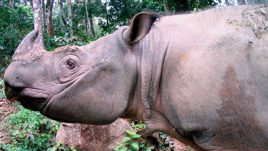 Imagen de un rinoceronte de Sumatra  (Dicerorhinus sumatrensis).