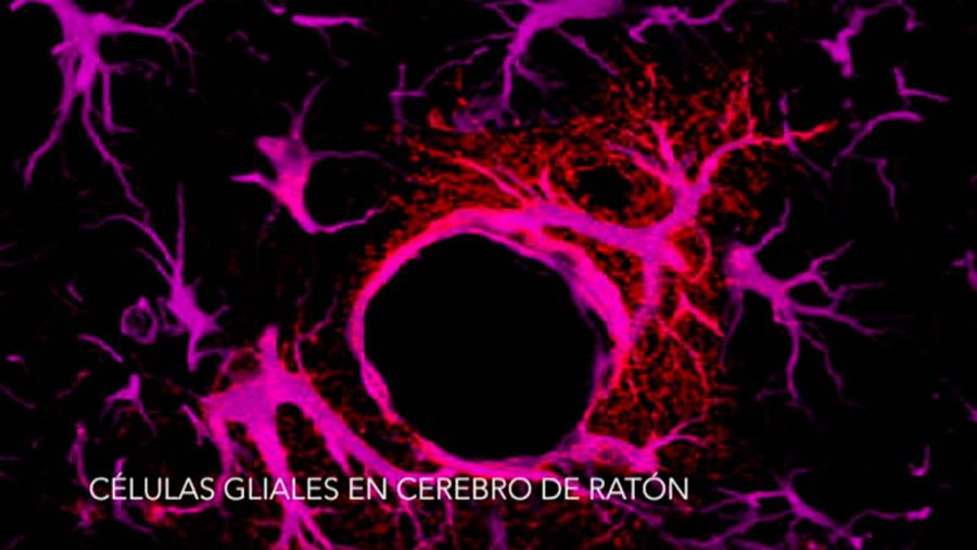 La microscopía confocal capta imágenes de células que incluso llegan a ser portada de revistas científicas