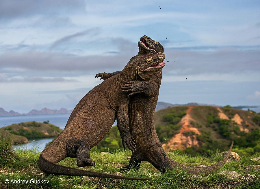 Komodo judo (Andrey Gudkov).