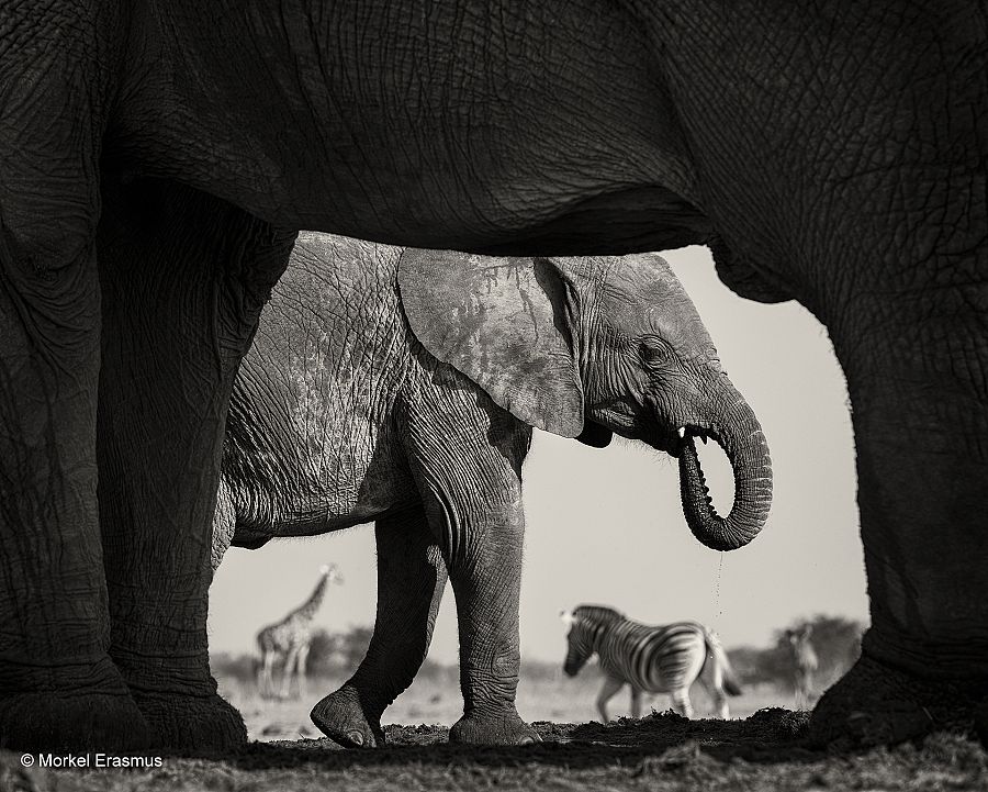 Marco natural (Morkel Erasmus).