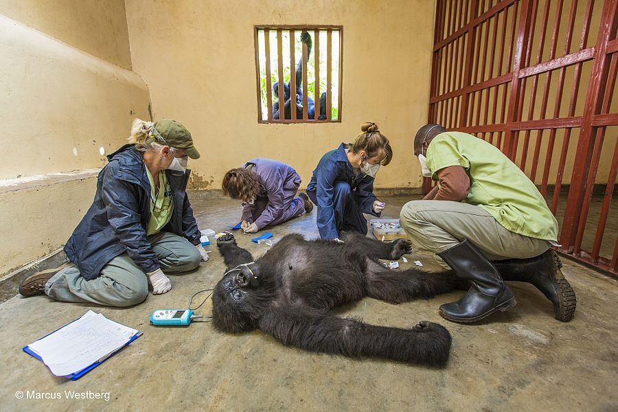 Los cuidados del gorila (Marcus Westberg).