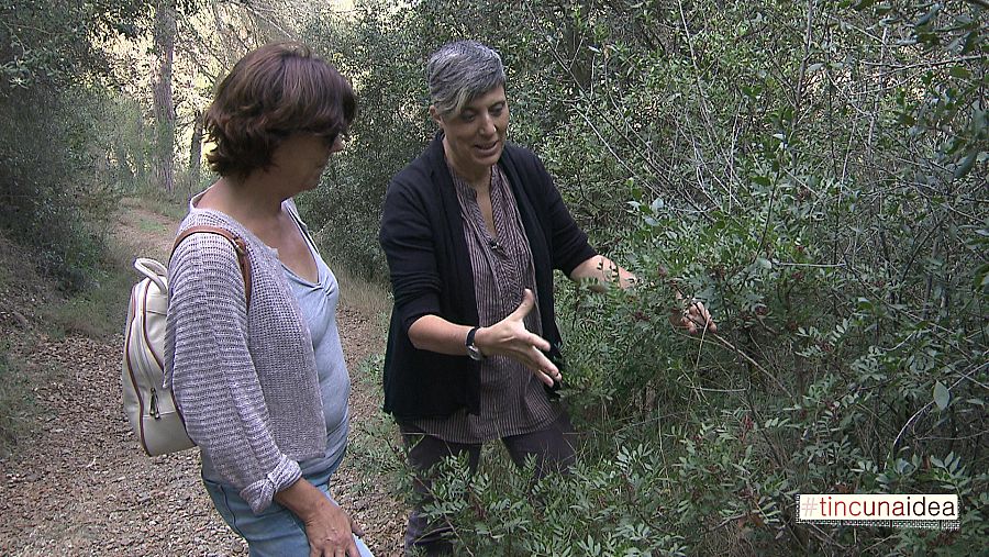 Rosa Valls, alta floristeria