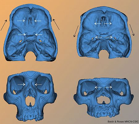 Relación entre la anchura de la base del cráneo en su zona media y sus efectos sobre el tamaño y forma de la cara.