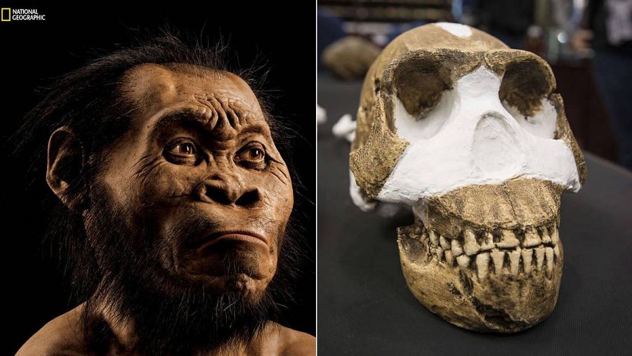 'Homo naledi' tenía características muy cercanas al género Homo.