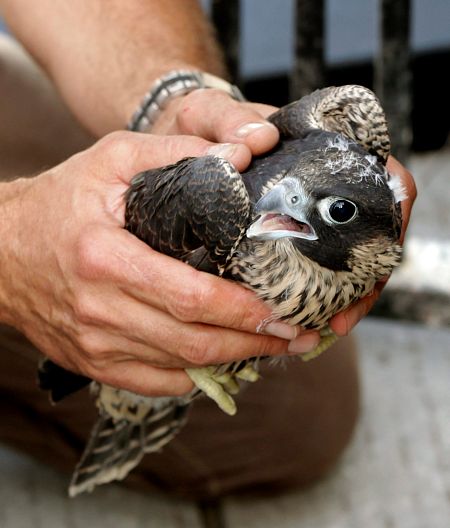Imagen de un pollo de halcón peregrino, una de las aves de cetrería más apreciadas.