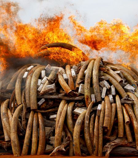 Imagen de una pila de colmillos de elefante devorada por el fuego, en Kenia, para luchar contra el tráfico de marfil.
